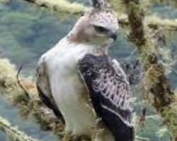 It was declared as an Important Bird Area by BirdLife International due to the existence of about 300 to 400 species of bird.